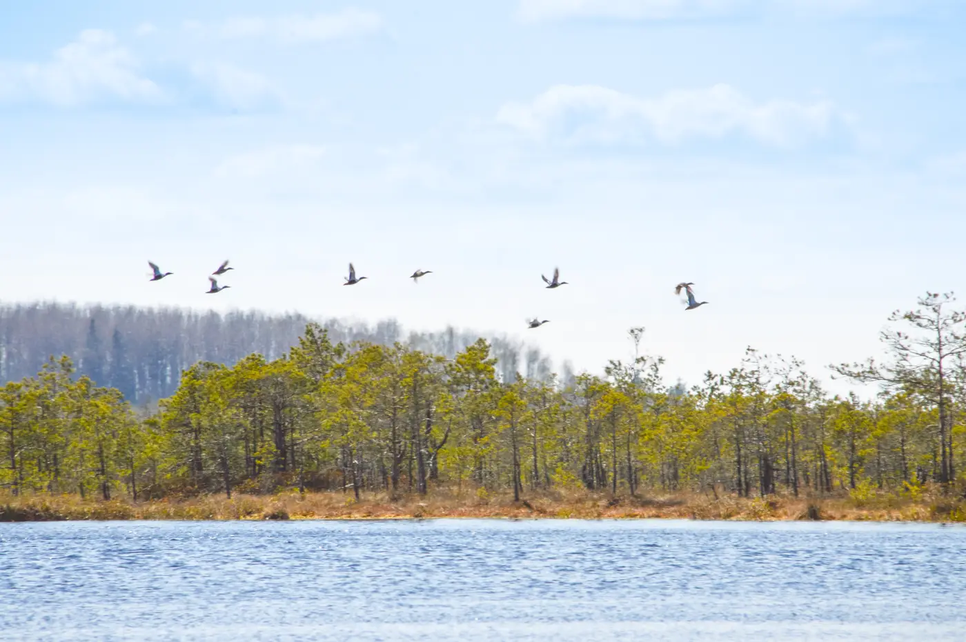 Птицы над болотом Беларуси