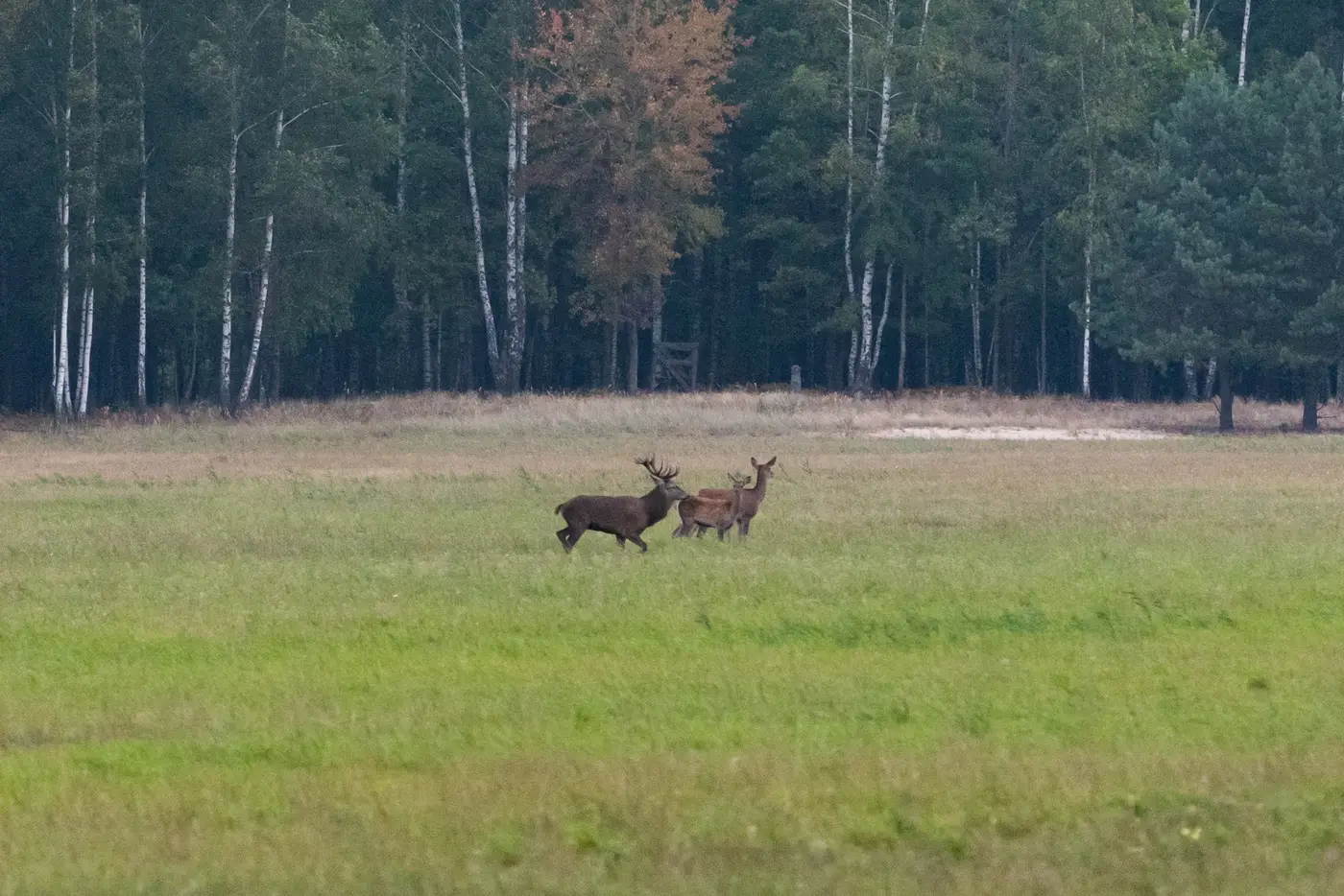 Ревущие олени в Нацпарке Припятский, фото 2