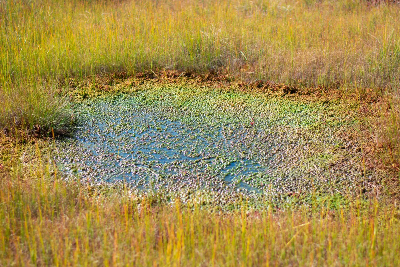 Козьянские болота, фото 2