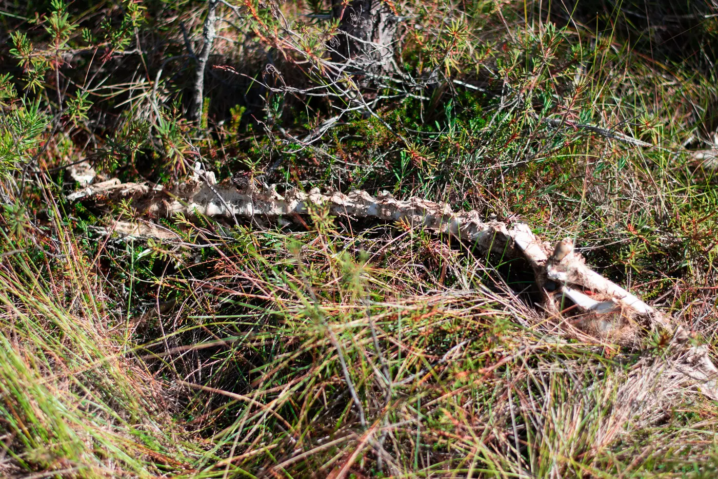 Скелет на Козьянских болотах